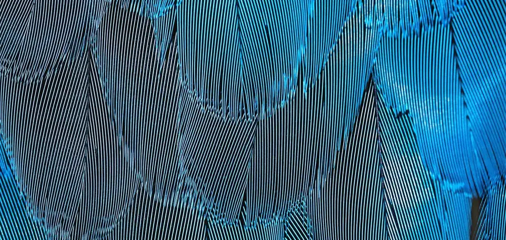 moire feather 1180x559 1 1